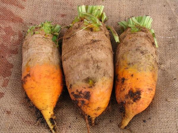 The 20-Pound Plant Your Ancestors Grew To Feed Livestock