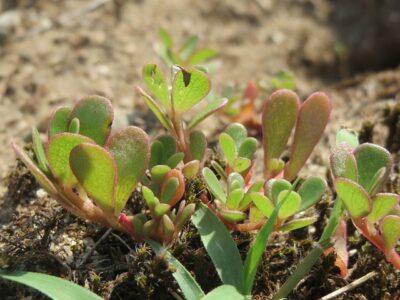 7 ‘Miracle Healing Weeds’ That Are Growing In Your Yard (Got A Cold? Try No. 2)