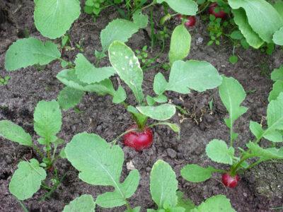 11 Unique, Lightning-Fast Vegetables You Can STILL Plant From Seed 