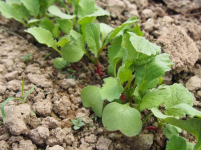 10 Quick-Growing Vegetables You Can STILL Plant In August From Seed
