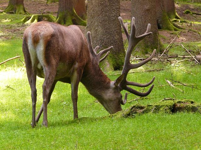 Survival Hunting: How To Create A Food Plot -- For Free