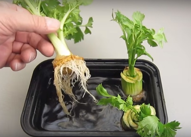 8 ‘Magical’ Vegetables You Can Regrow From Scraps (With A Little Help)