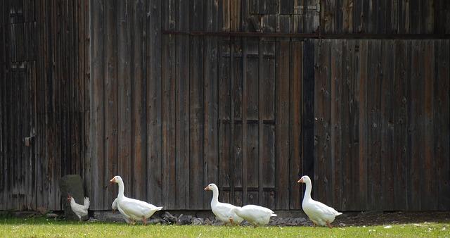 7 Overlooked Skills That Make Homesteading Life Easier