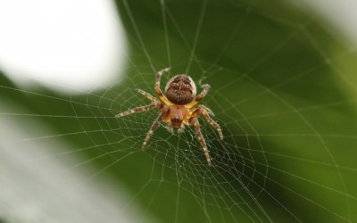 Natural, Off-Grid Cures For Spider Bites