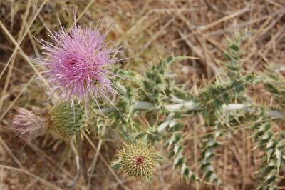 24 Little-Known 'Miracle Plants' The Navajo Used For Medicine