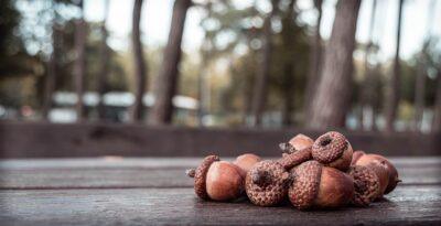 How To Make Bread, Flour And Even Coffee With Acorns