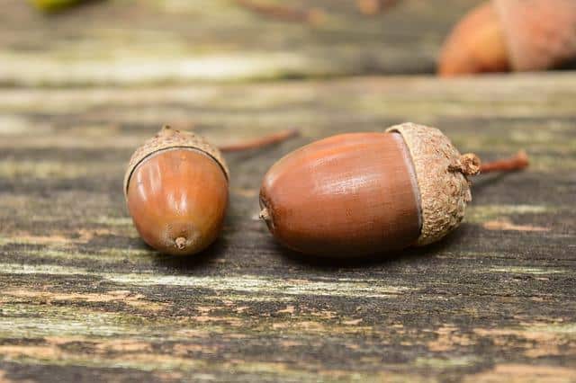 How To Make Bread, Flour And Even Coffee With Acorns 