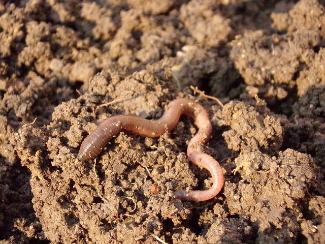 Worm Farms: The Quick Way To Make Fertilizer, Feed Chickens & Get Rid Of Food Scraps, Too