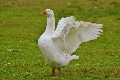 Geese As Guard Dogs? Yep, And They’re Better At It, Too