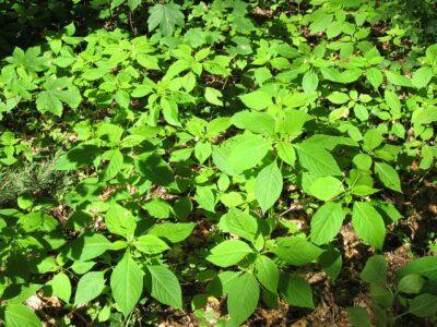 5 Wild Plants That Deliver All-Natural Rash-Relief