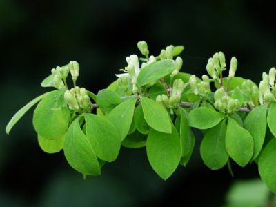 5 Wild Plants That Deliver All-Natural Rash-Relief