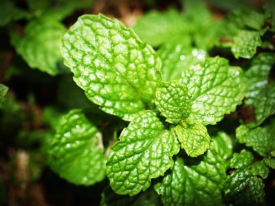 The Ancient Essential Oil That Fights Fatigue, Pains, Arthritis And Nausea