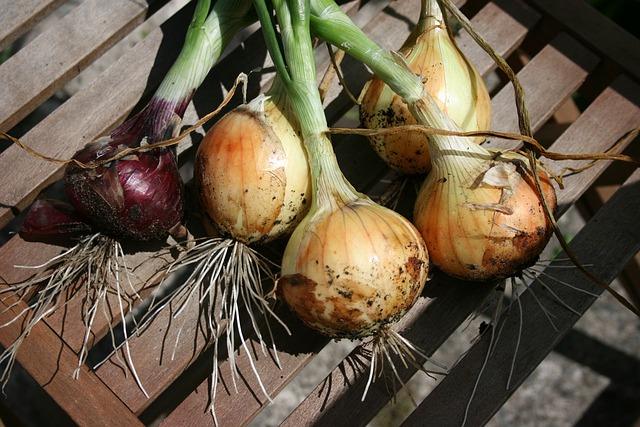 Why Fall May Be The Best Time To Plant Your Onions