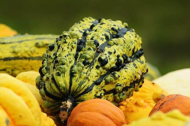 Squash 101: Tricks To Help Your Harvest Last Months