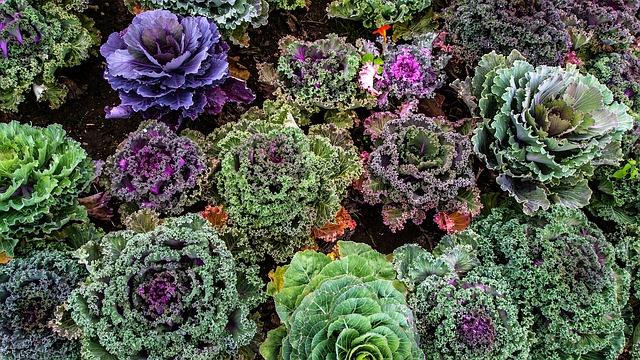 The Tougher-Than-Nails Cold-Weather Vegetable That Can Survive SNOW