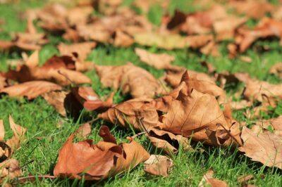 Composting 101: Essential Fall Chores Every Homesteader Should Do