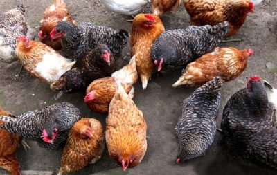 8 Common & Foolish Mistakes Chicken Owners Make (Please, Don’t Do No. 4)