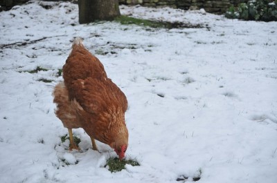 How To Get Your Chickens Ready For Winter – And Ensure You Still Get Eggs