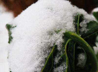 The German Secret To Growing Outdoor Winter Greens