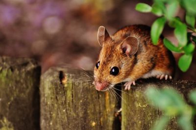 How To Mouse-Proof Your Home For Winter
