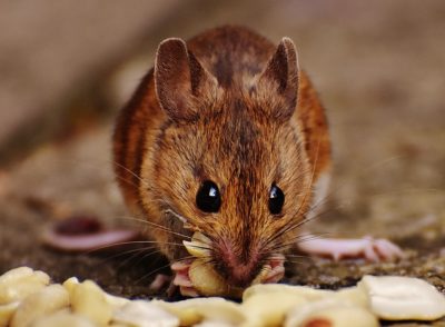 How To Mouse-Proof Your Home For Winter