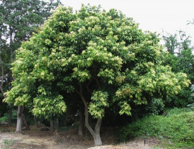 A Tree That Grows Its Own Laundry Detergent? Yep.