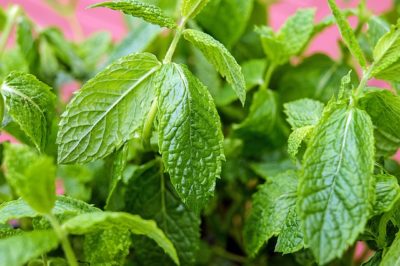 DIY: A Heal-Anything, Indoor Herbal Tea Garden