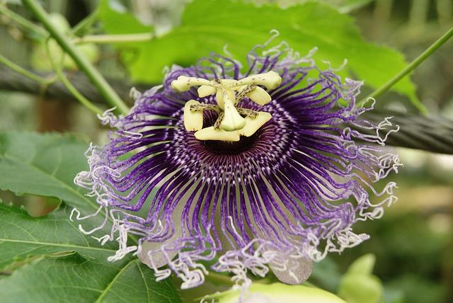 It Cures Insomnia & Anxiety … And Can Be Grown Indoors