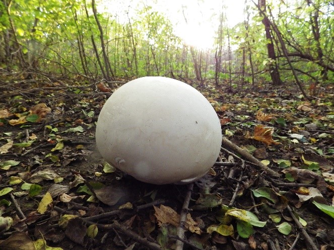 The Easy-To-Spot Giant Mushroom That Can Feed A Family