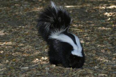 The Old-Timer’s Way To Remove Skunk Odor (Hint: It’s Not Tomato Juice)