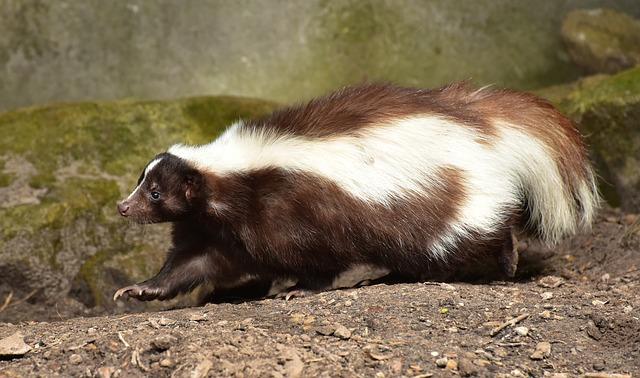 The Old-Timer’s Way To Remove Skunk Odor (Hint: It’s Not Tomato Juice)