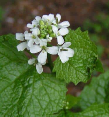 3 Edible Fall Weeds That Are Super-Easy To Find (And Worth The Effort)