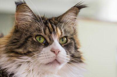 The 5 Very Best Cat Breeds For The Homestead