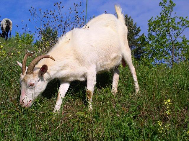 The 5 Best Livestock For Beginning Homesteaders