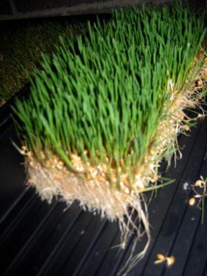 How To Grow Livestock Grass During Winter -- Quickly & Easily