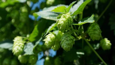 How To Grow Hops Indoors (Yes, Indoors)