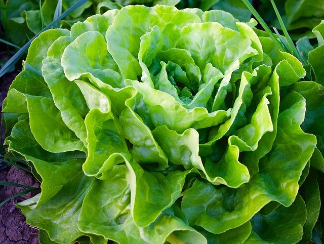 Growing Salad Year-Round: The Right Way To Do It