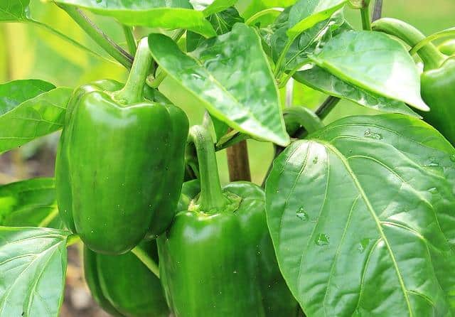 How To Grow Peppers Indoors All Winter Long