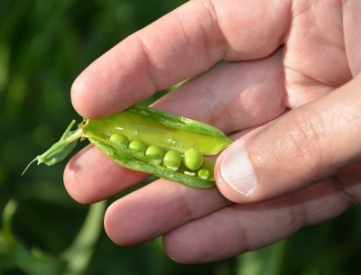 The Indoor Winter Garden: 5 Vegetables You Didn't Know You Could Grow In Hanging Baskets