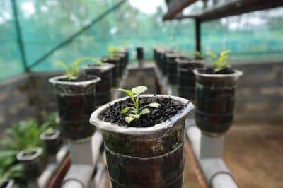 The Indoor ‘Egyptian Secret’ That Grows Vegetables 30 Percent Faster