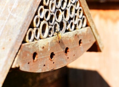 The Homestead Insect That Pollinates 200 Times BETTER Than Honeybees