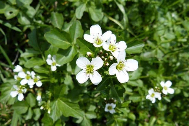 3 Edible Fall Weeds That Are Super-Easy To Find (And Worth The Effort)