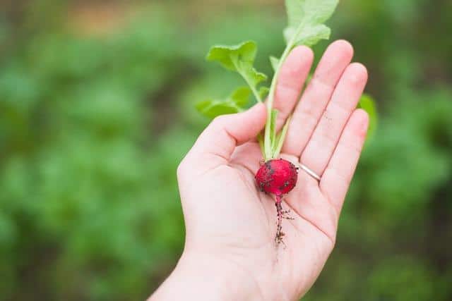 Radishes: The Underrated Indoor Vegetable You Can Grow In 1 Month