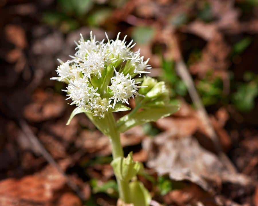 5 Headache-Curing Herbs Your Ancestors Used