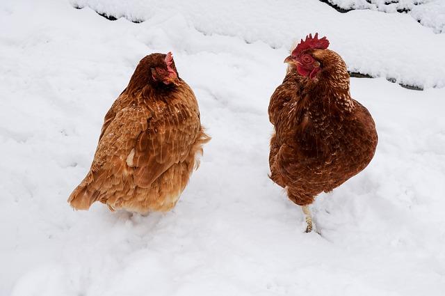 The Smartest (And Easiest) Ways To Keep Chickens Warm During Winter