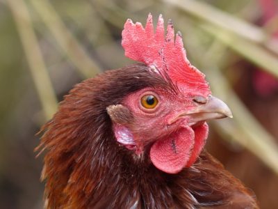 The Smartest (And Easiest) Ways To Keep Chickens Warm During Winter 
