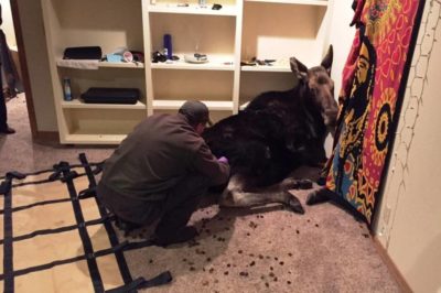 Moose Falls Into Family's Basement ... And Refuses To Get Out