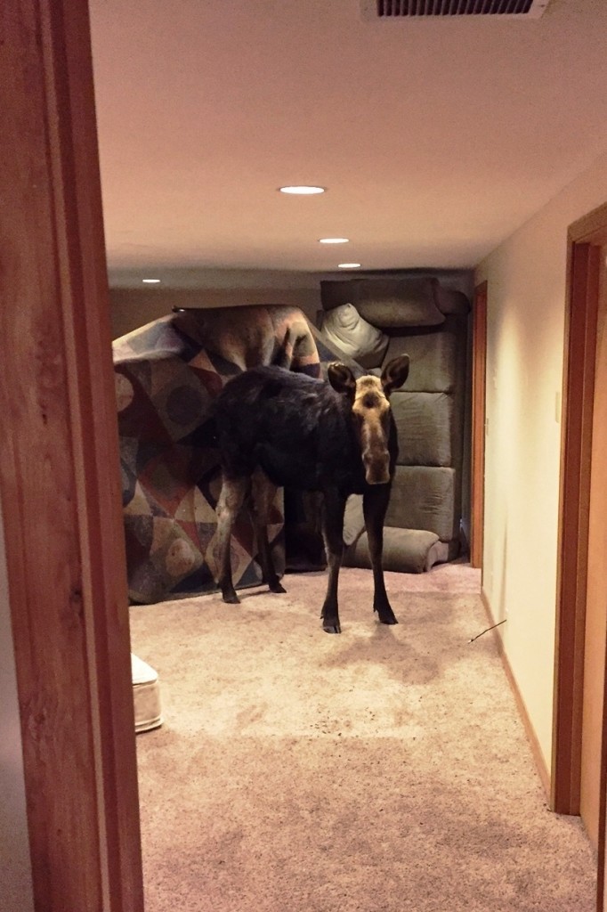 Moose Falls Into Family's Basement ... And Refuses To Get Out
