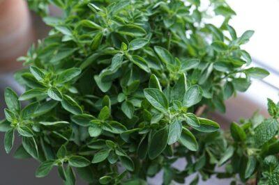 5 Simple Steps To Make Your Own Oil Of Oregano 