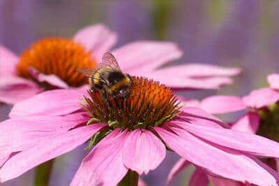 7 Heal-Anything Medicinal Plants You Can Grow Indoors